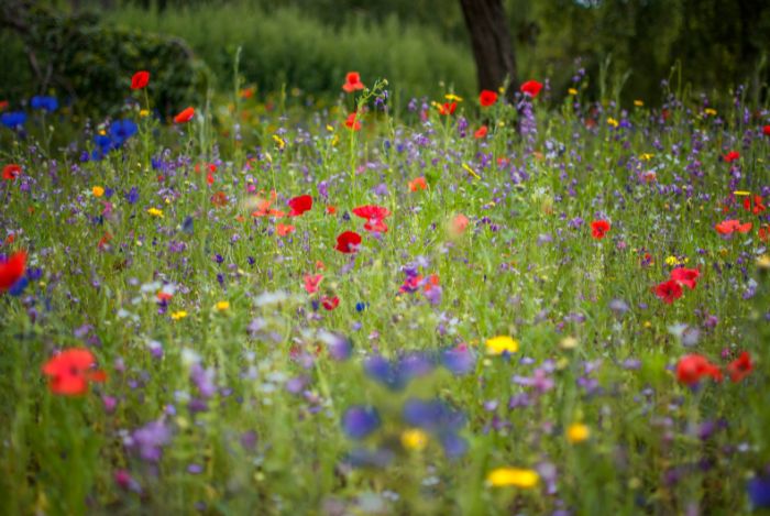 Wildflowers